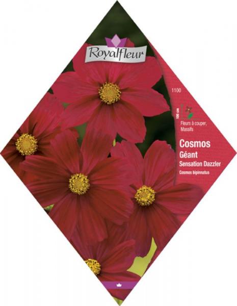 Cosmos géant sensation dazzler RoyalFleur - Vebaflor