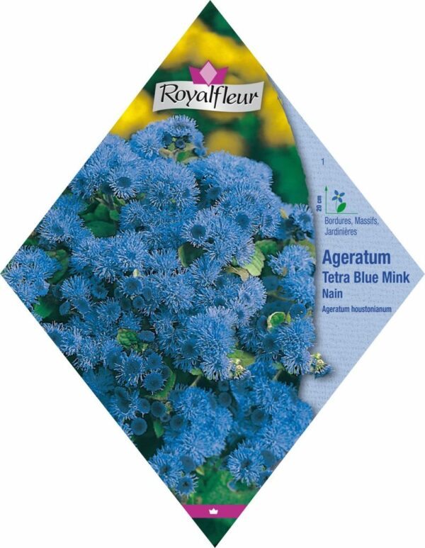 Ageratum tetra blue mink nain RoyalFleur