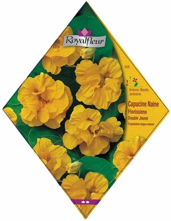 Capucine naine florissimo double jaune RoyalFleur