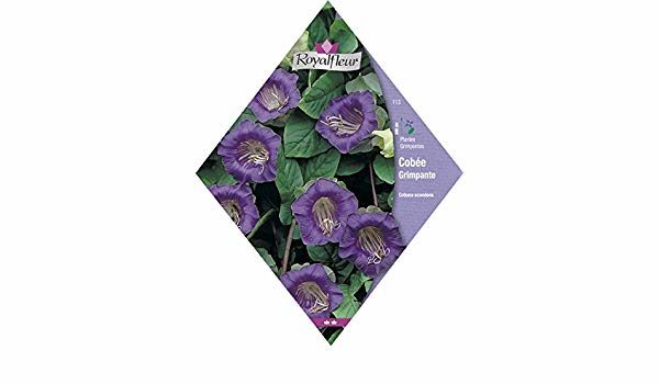 Cobée grimpante RoyalFleur