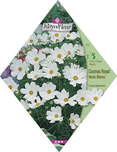 Cosmos Royal nain blanc RoyalFleur - Vebaflor