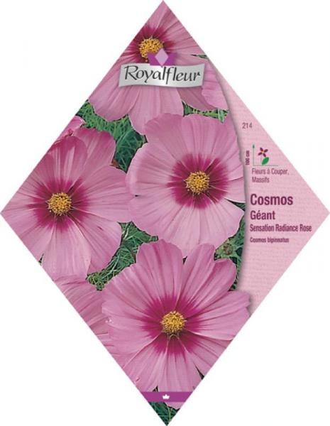 Cosmos géant sensation radiance rose RoyalFleur - Vebaflor