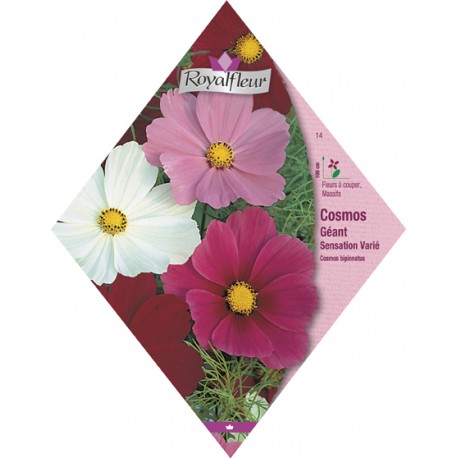 Cosmos géant sensation varié RoyalFleur - Vebaflor