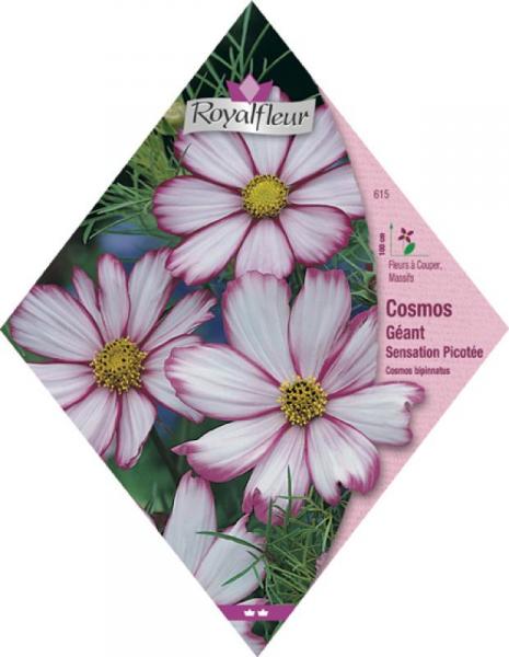 Cosmos géant sensation picotée RoyalFleur - Vebaflor