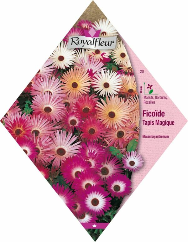 Ficoide RoyalFleur