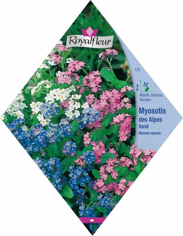 Myosotis des alpes varié RoyalFleur