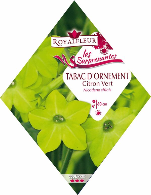 Tabac d'ornement citron vert RoyalFleur