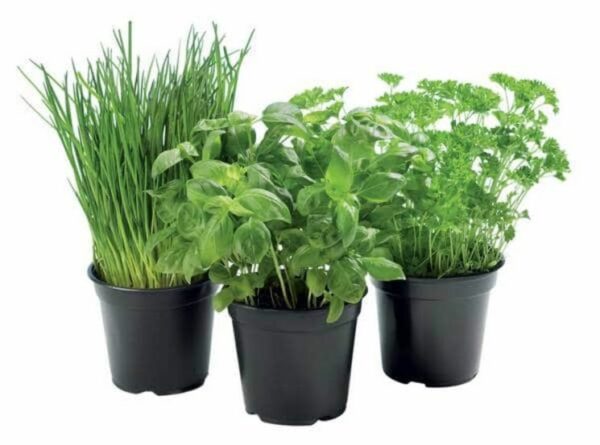 Aromatique Ciboulette - Pot 13