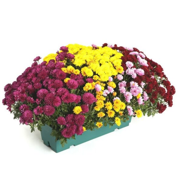 Jardinière Chrysanthème