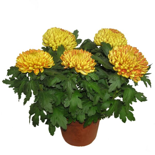 Chrysanthème 4/5 TETES