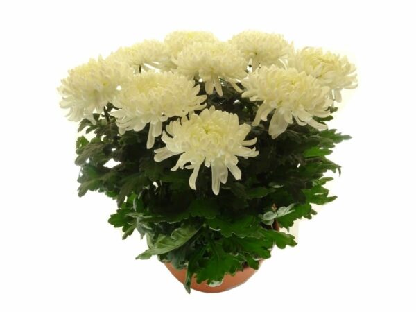 Chrysanthème Coupe 8/9 TETES