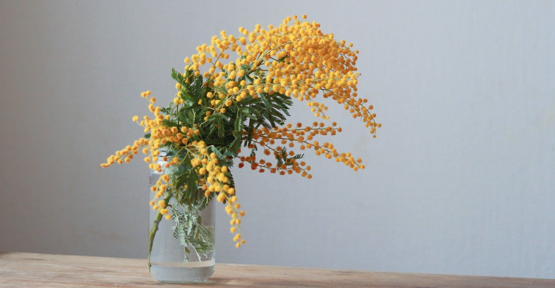 Mimosa divi-cart-pro-about-1